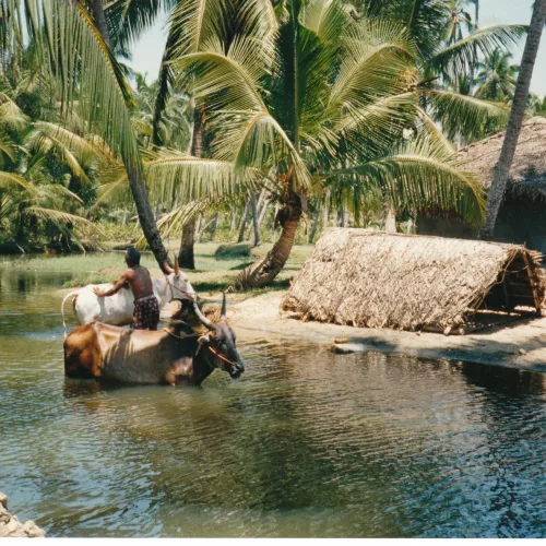 Voyage solidaire en Inde du Sud Voyage solidaire en Inde du Sud Visuel